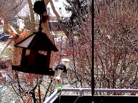 Meisen, Rotkelchen und andere Vogelarten stillen ihren Hunger in der kalten Jahreszeit gern mit Sonnenblumenkernen. Kaum fliegt ein Vogel von der Futterstelle weg, bereitet sich bereits der Nächste auf den Landeanflug vor.
